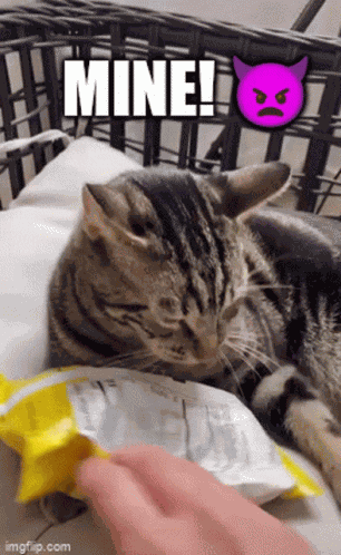 Cat Mine GIF