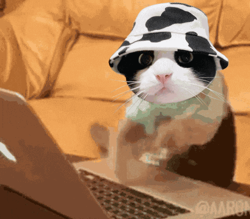 Cat Moocat GIF