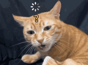 Cat Mouth Open GIF