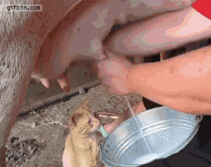 Cat GIF