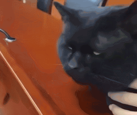 Cat Not Amused GIF