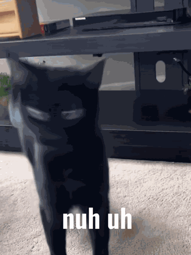 Cat Nuh Uh GIF