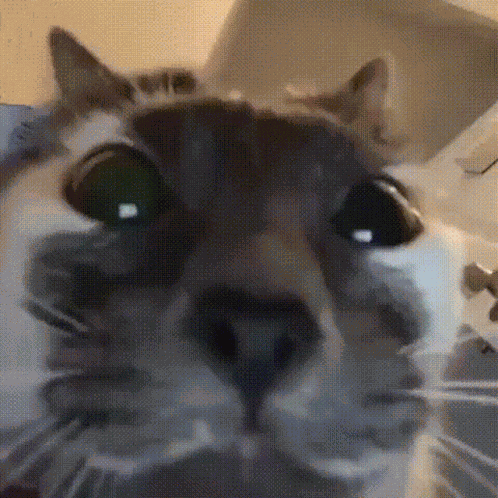 Cat GIF