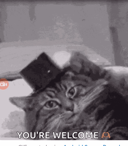 Cat GIF