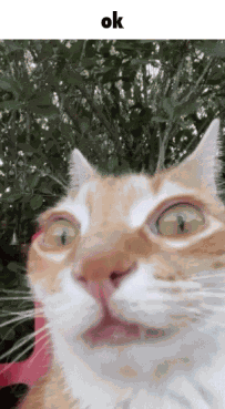 Cat Ok GIF