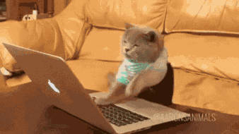 Cat On Keyboard GIF