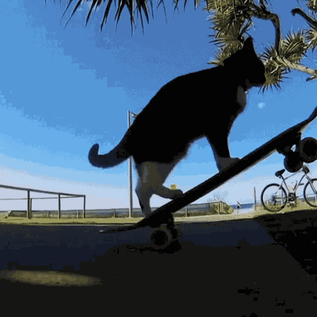 Cat On Skateboard Cat GIF