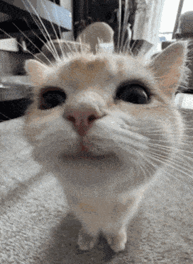 Cat Orange Cat GIF