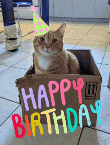 Cat Orangecat GIF