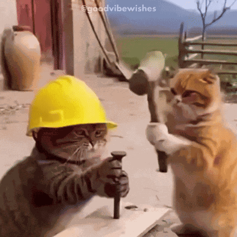 Cat Ouch GIF