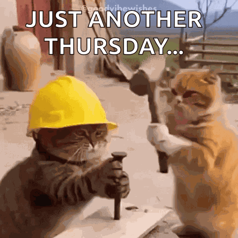 Cat Ouch GIF
