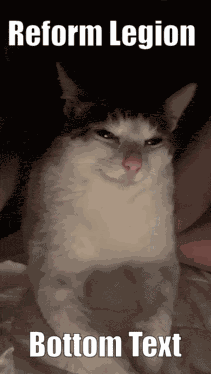Cat GIF
