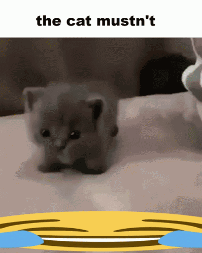 Cat GIF