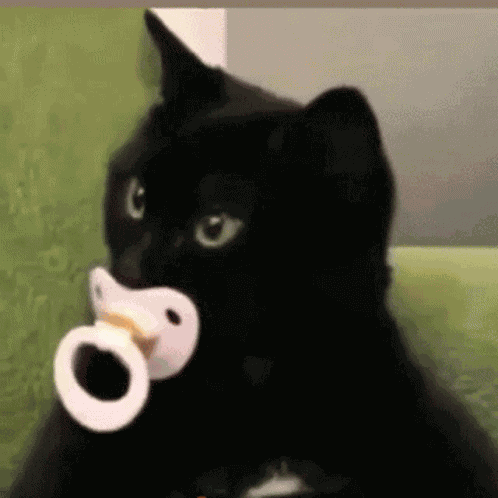 Cat Pacifier GIF
