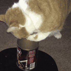 Cat Paw In Can GIF