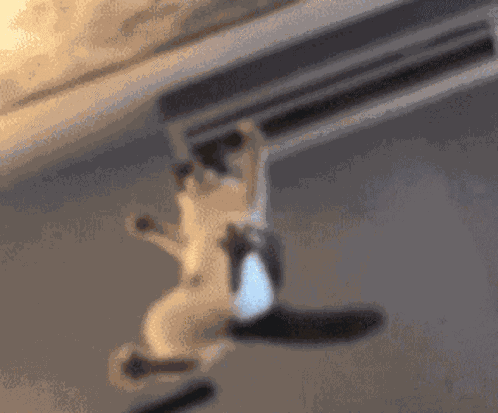 Cat Paw GIF