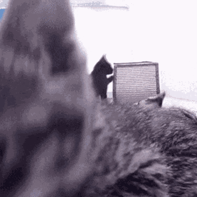 Cat Paw GIF