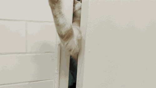Cat Pawing GIF