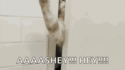 Cat Pawing GIF