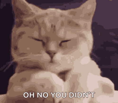 Cat GIF