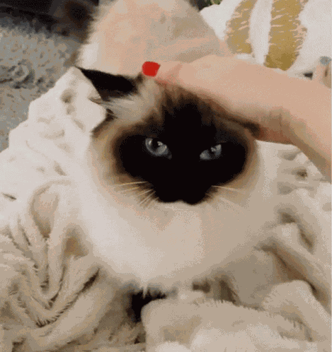 Cat Pet GIF