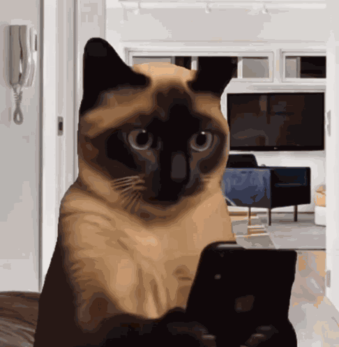 Cat Phone What Gato Movil GIF