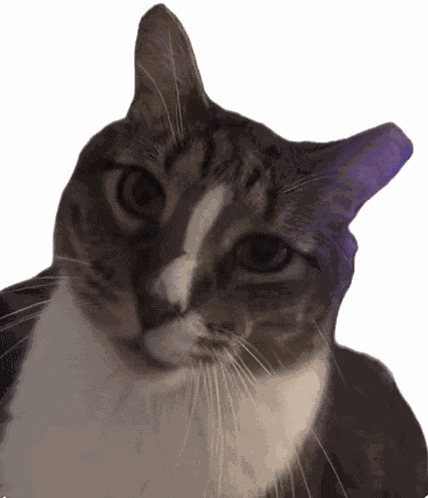 Cat Pickles GIF