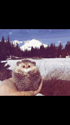 Cat GIF