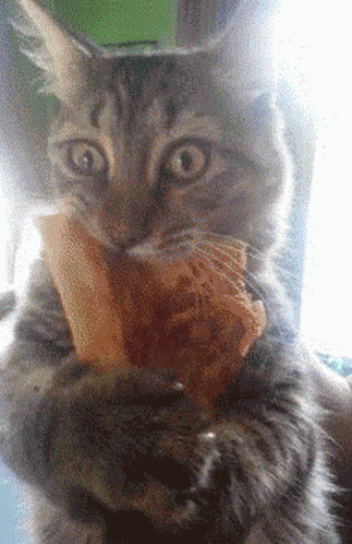 Cat Pizza GIF