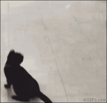 Cat Playing GIF