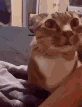 Cat Poke GIF