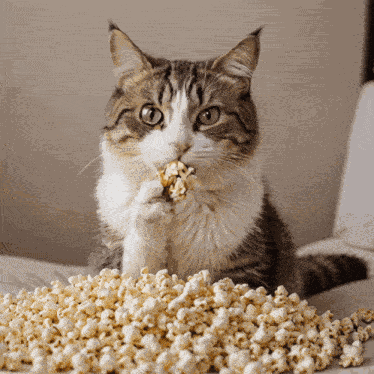 Cat Popcorn GIF