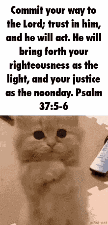 Cat Psalm GIF