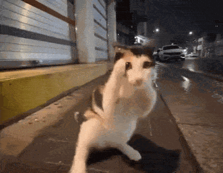 Cat Punch Cat Meme GIF