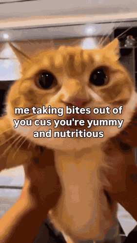 Cat GIF