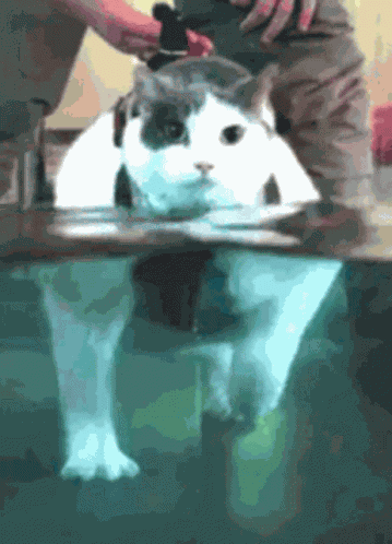 Cat GIF