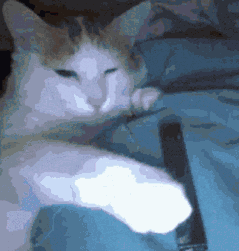 Cat GIF
