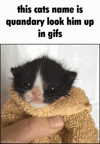 Cat Quandary GIF