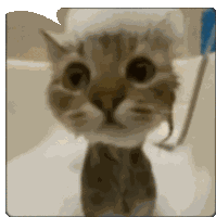 Cat Reaction Sticker