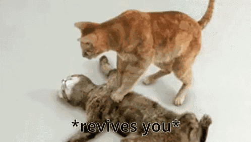 Cat Revive GIF