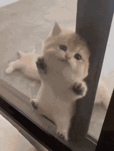 Cat GIF