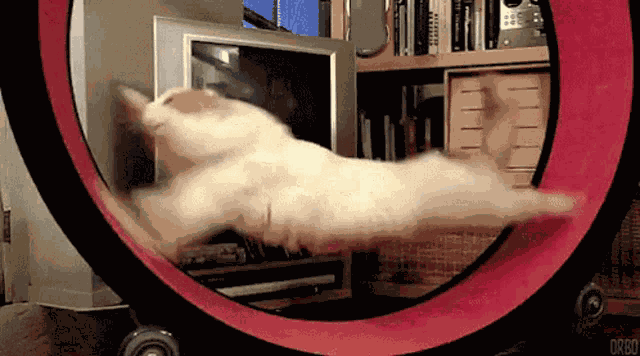 Cat Run GIF