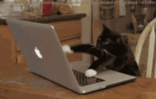 Cat Typing Gif GIFs