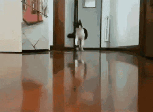 Cat Running Away GIF