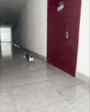 Cat Running Fast GIF