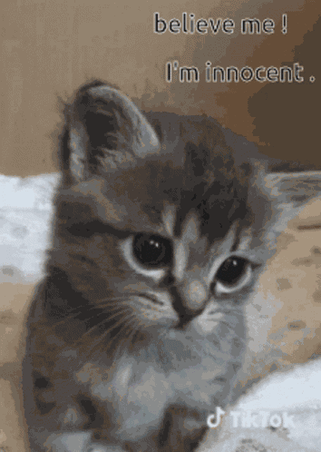 Cat Sad GIF