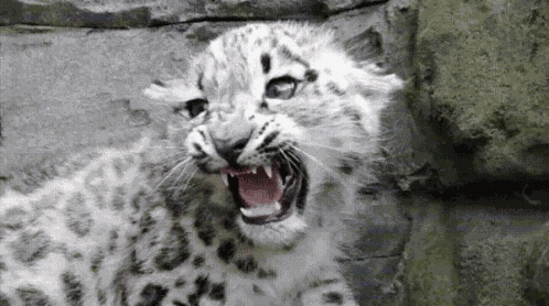 Cat Sad Cat Noise GIF
