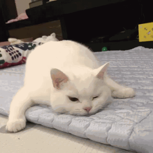 Cat Sad GIF