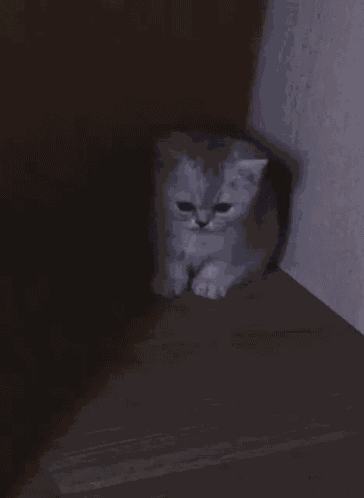 Cat Sad GIF