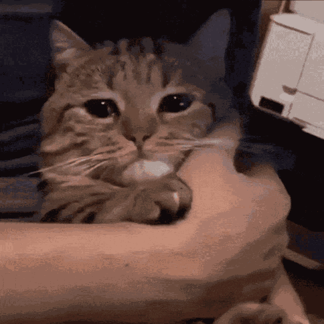 Cat Sad GIF